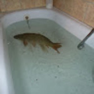 Meet your Posher, Jett